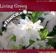Living Green : Lady in White Azalea